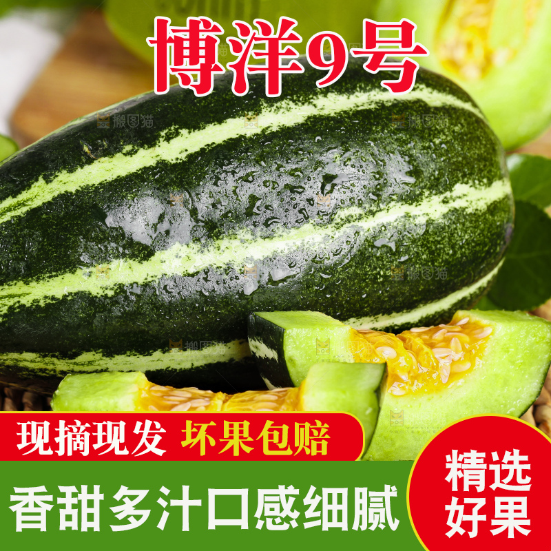 编织垫上放着博洋9号甜瓜
