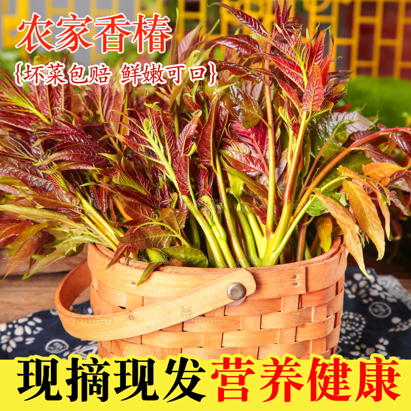 篮子里装着香椿芽