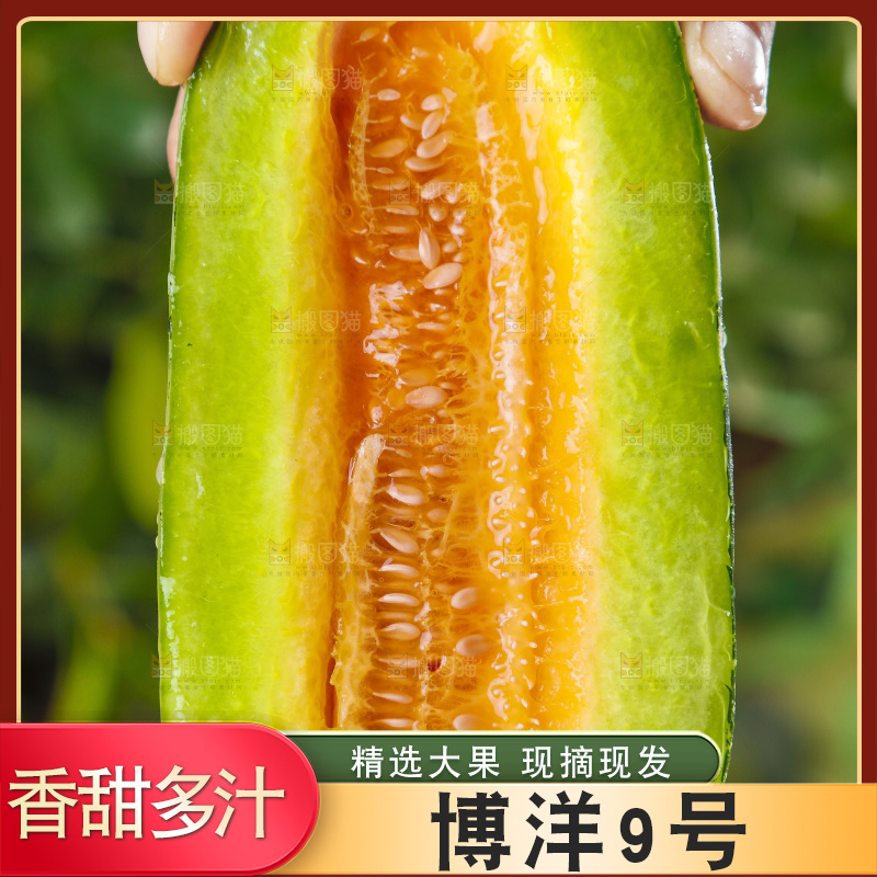 手里拿着博洋香瓜