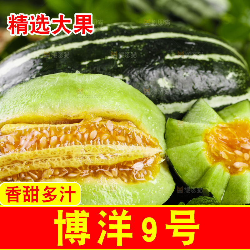 黑底上放着新鲜博洋9号甜瓜