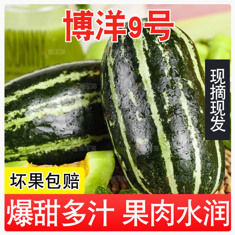 编织垫上放着博洋9号甜瓜