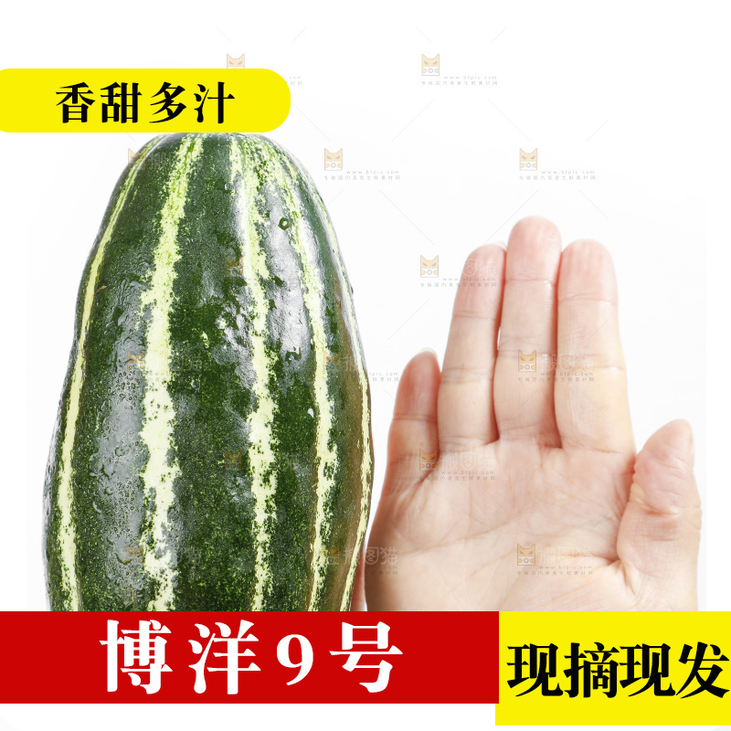 手里拿着新鲜博洋9号甜瓜