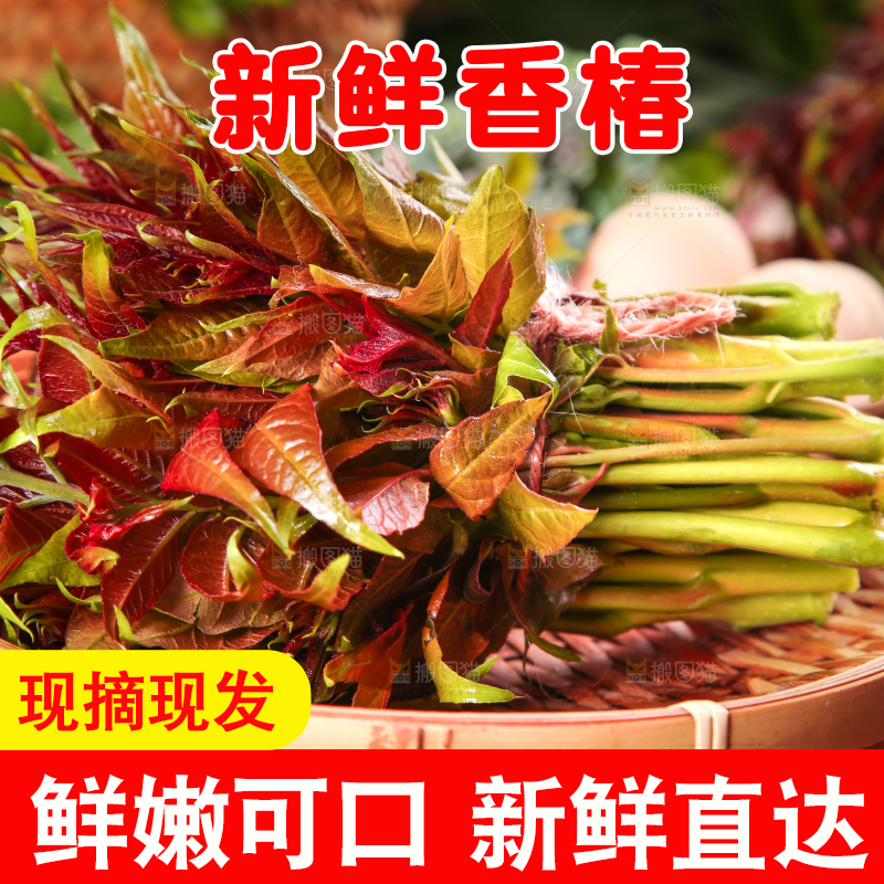 篮子里装着头茬红芽香椿