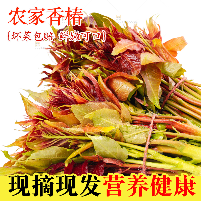 白底上摆放着香椿芽