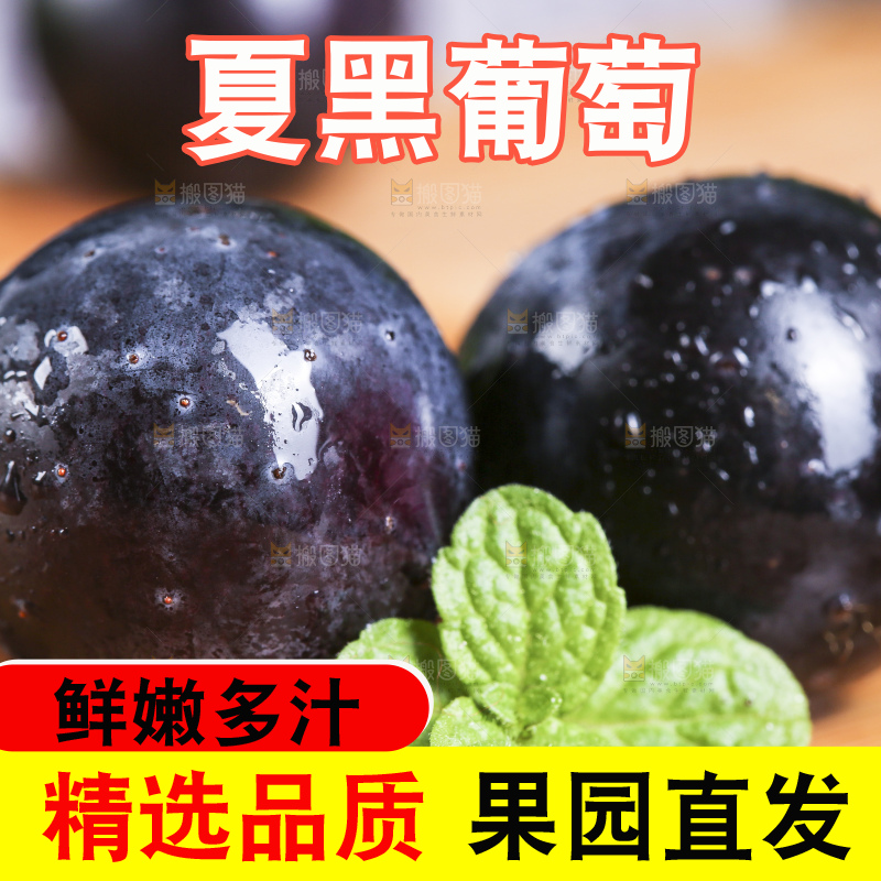 木底上摆放着无籽黑提