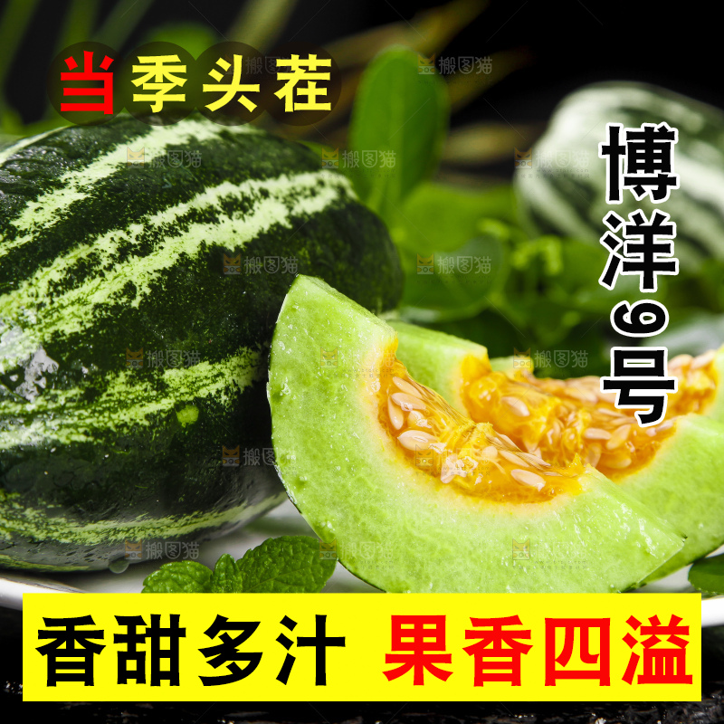 盘子里装着山东博洋9号甜瓜
