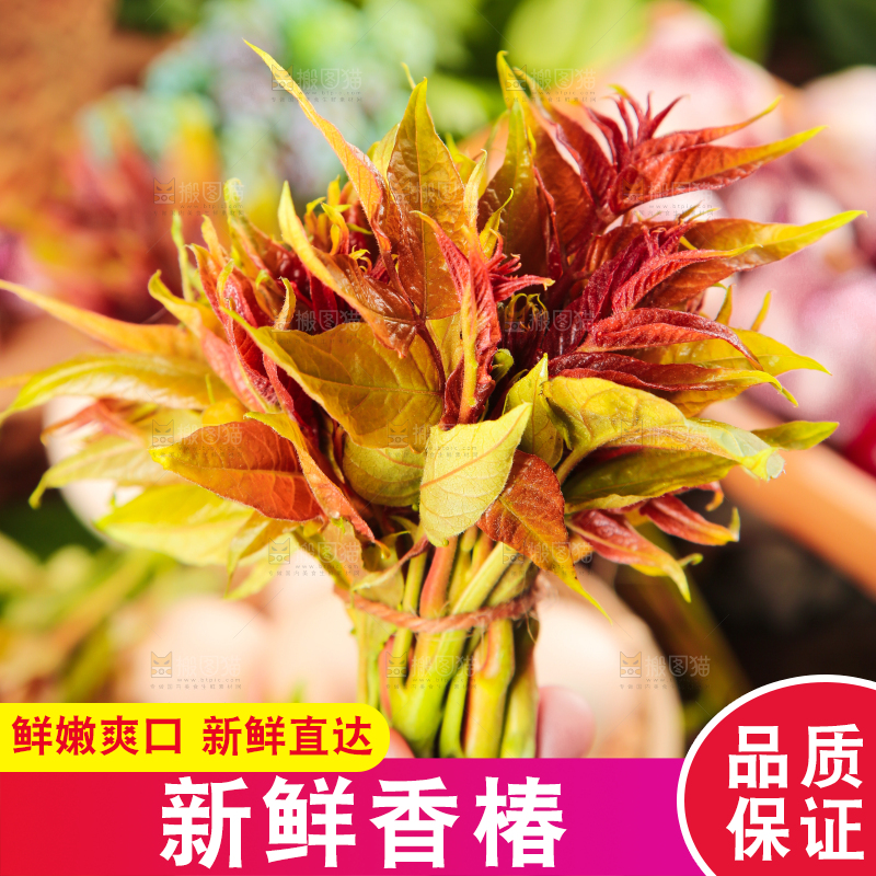 手里拿着香椿