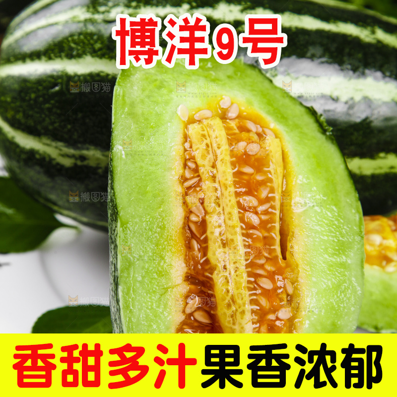 盘子里装着山东博洋9号甜瓜