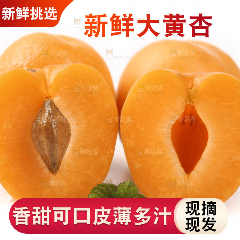 白底上放着山东大黄杏