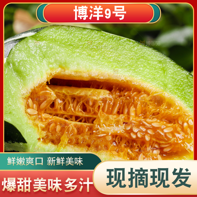 黑底上放着山东博洋9号甜瓜