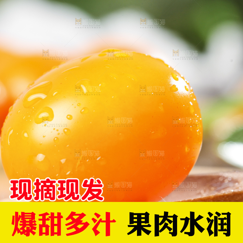 木底上摆放着山东黄金圣女果