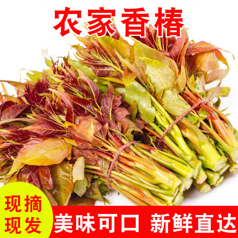 白底上摆放着香椿芽