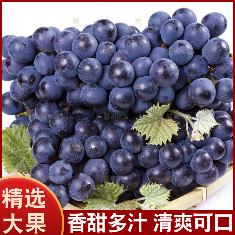 篮子里装着夏黑葡萄