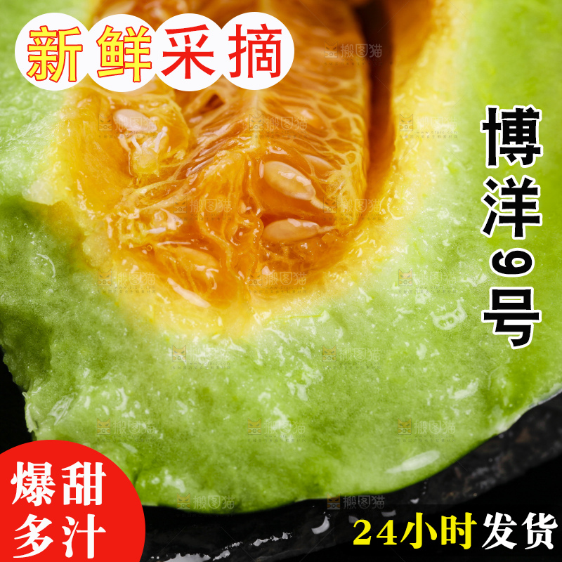 黑底上放着山东博洋9号甜瓜