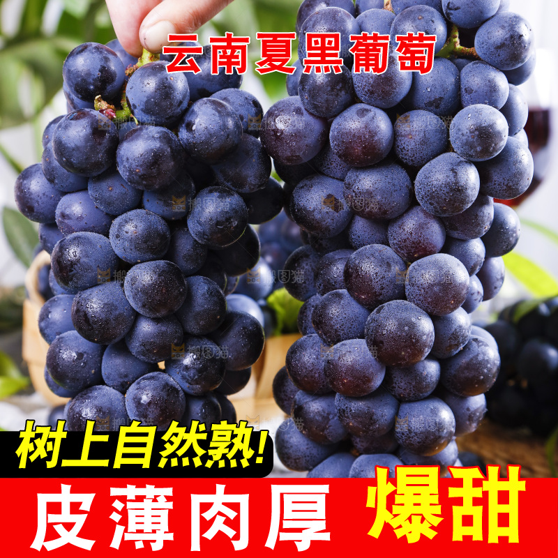 手里拿着云南夏黑葡萄