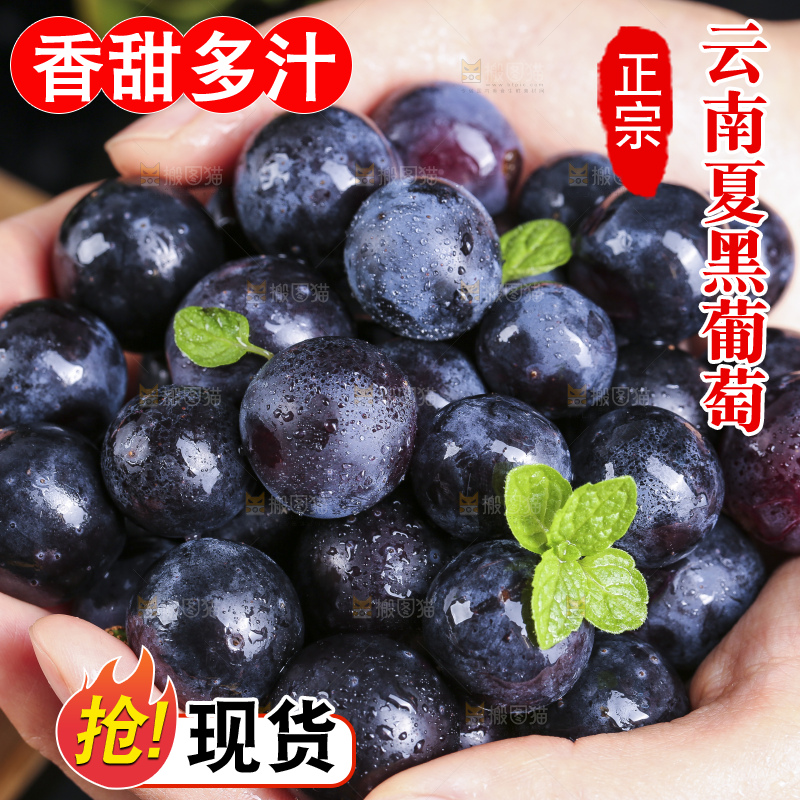 手里捧着夏黑葡萄