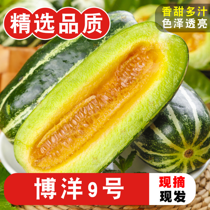 盘子里装着新鲜博洋9号甜瓜