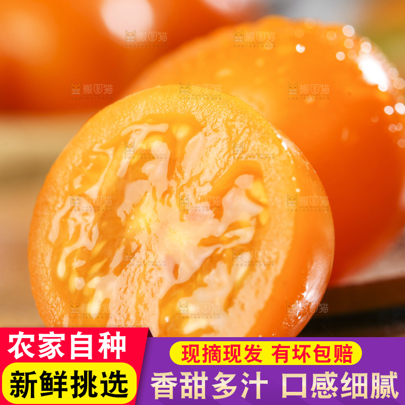 木底上摆放着山东黄金圣女果