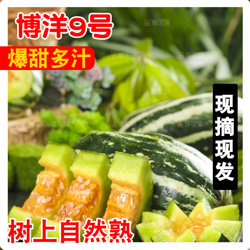 黑底上摆放着博洋甜瓜