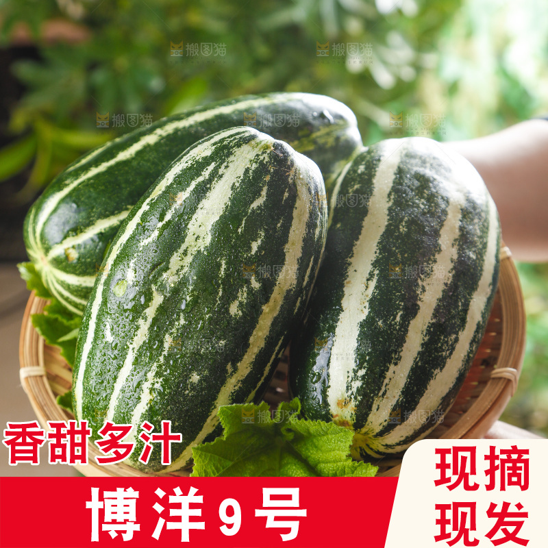 手里拿着一篮山东博洋9号甜瓜
