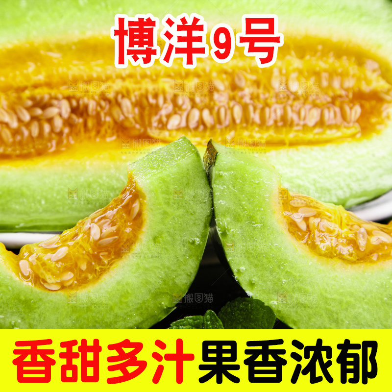黑底上摆放着博洋9号甜瓜