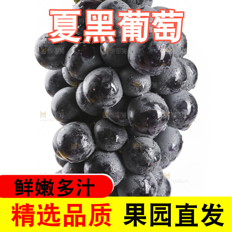 手里拿着夏黑葡萄