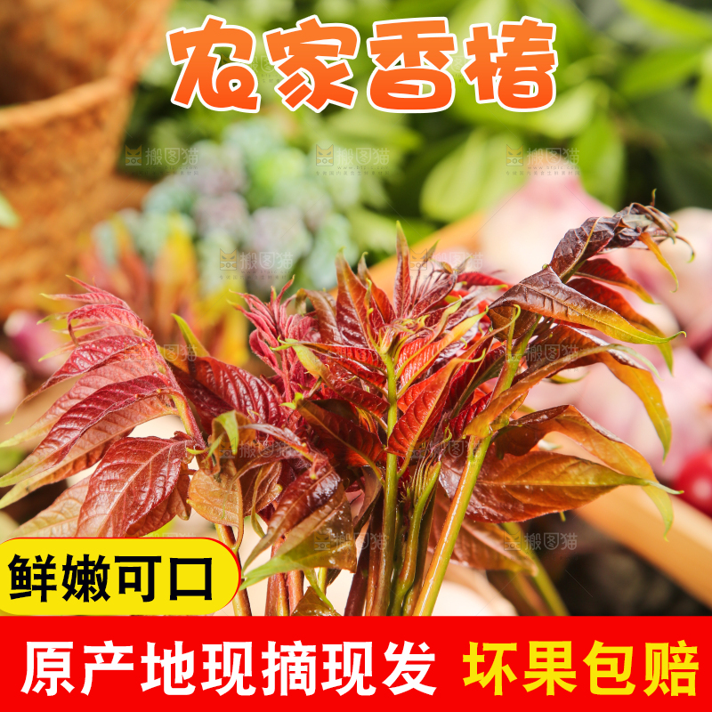 手里拿着香椿