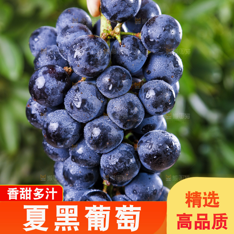 手里拿着黑加仑葡萄