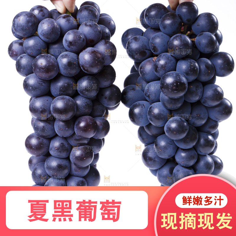 手里拿着夏黑葡萄