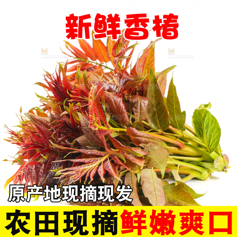 白底上摆放着香椿芽