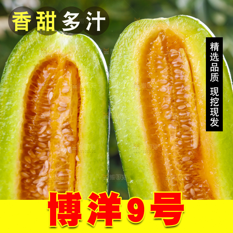 手里拿着博洋香瓜