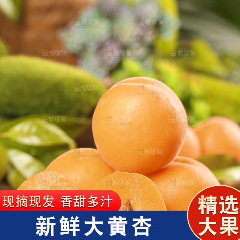 木底上放着山东大黄杏