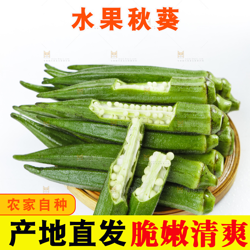 篮子里装着山东新鲜秋葵
