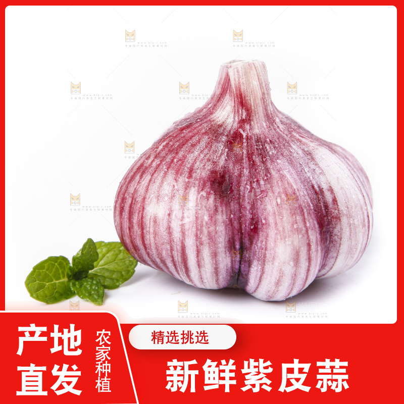 白底上放着紫皮蒜