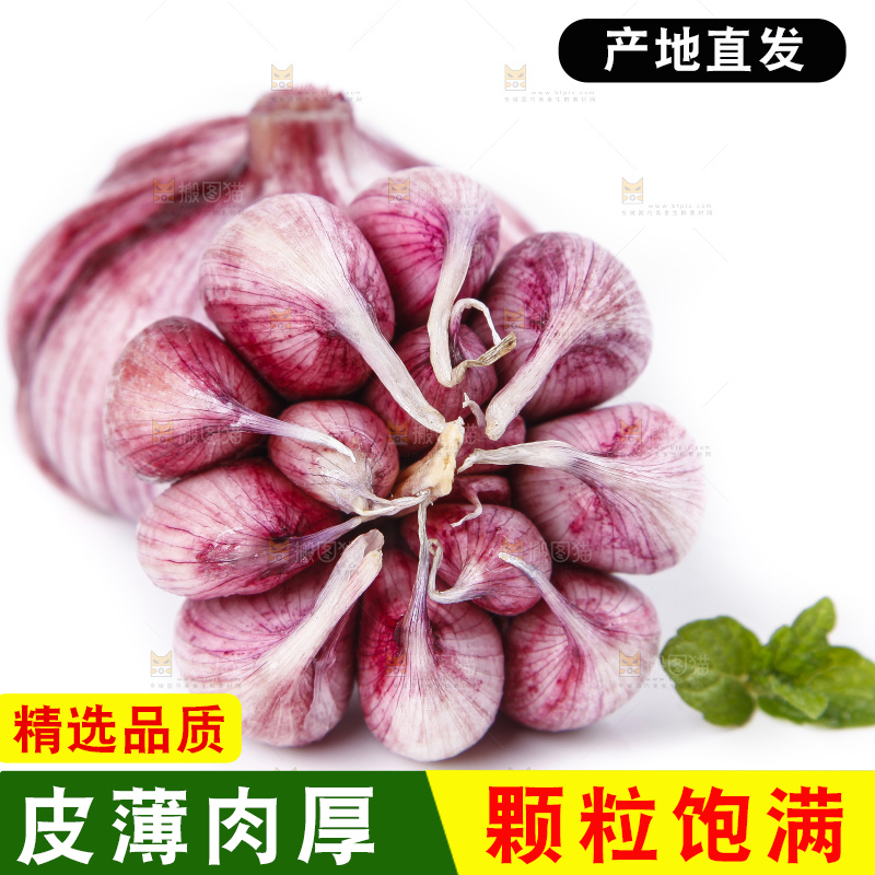 白底上放着紫皮蒜