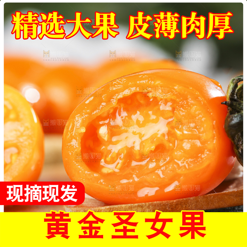 木底上摆放着山东黄金圣女果