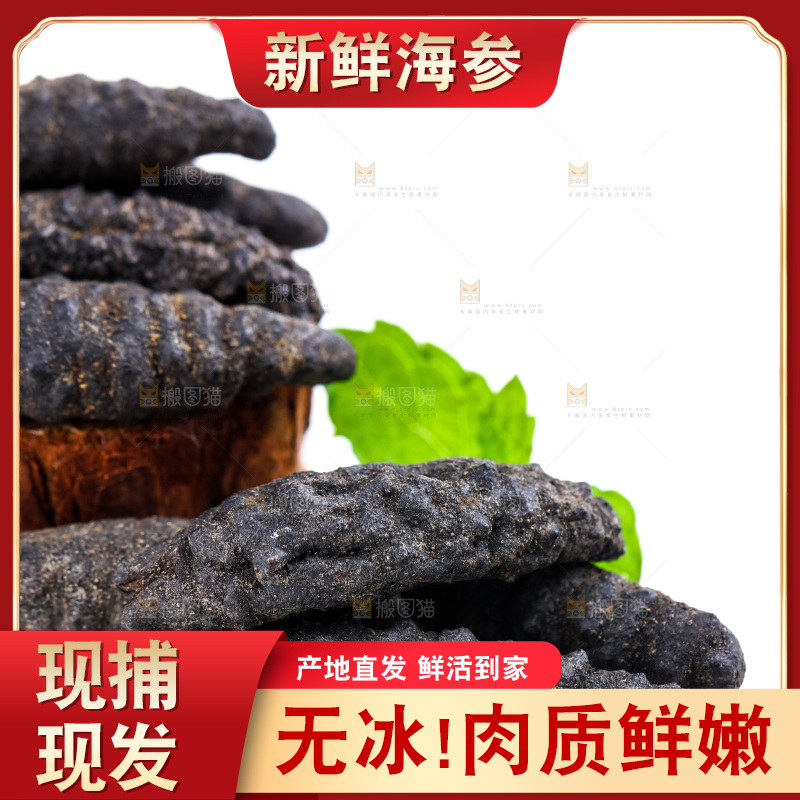 白底上摆放着海刺参