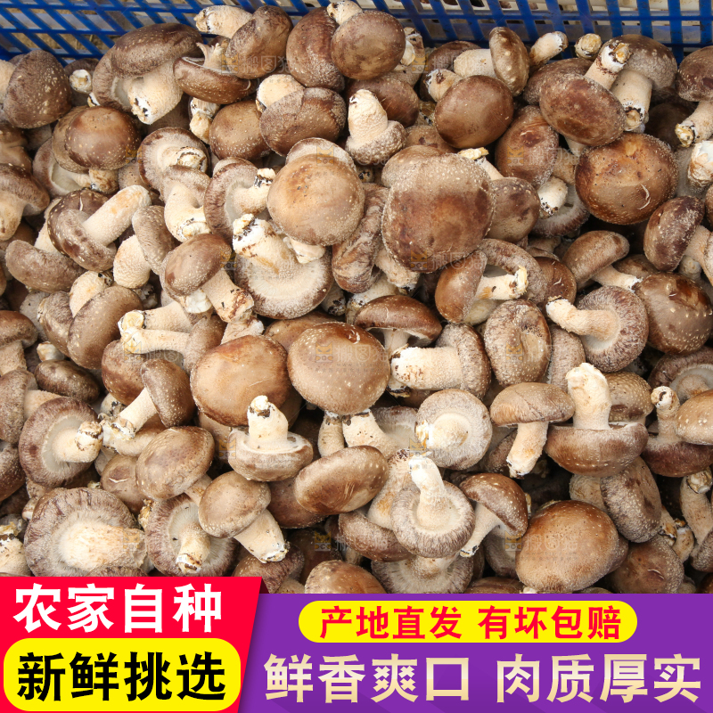 框子里装着香菇