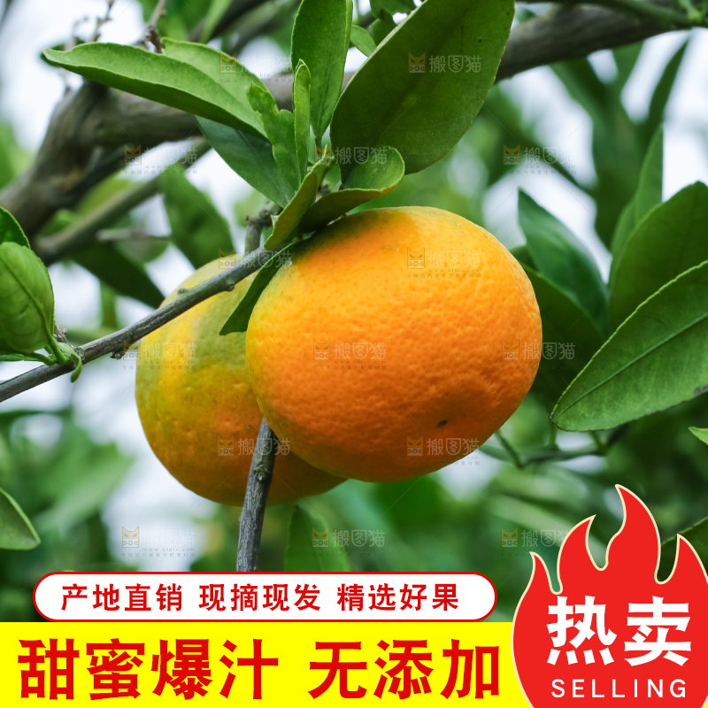 树上的橘子