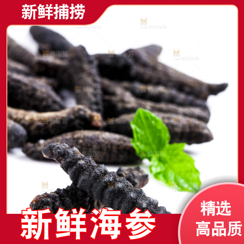 白底上摆放着刺参