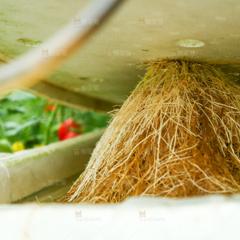 大棚里种植物的蔬菜