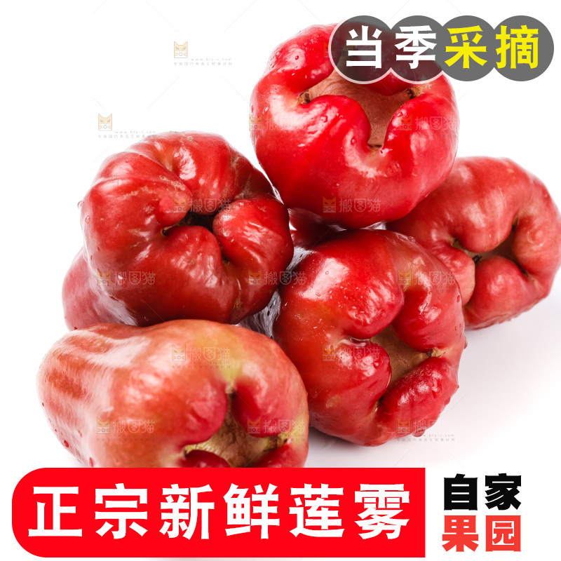 浅底上摆放着黑金刚莲雾