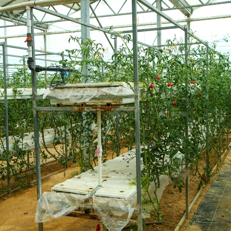 大棚里种植物的蔬菜