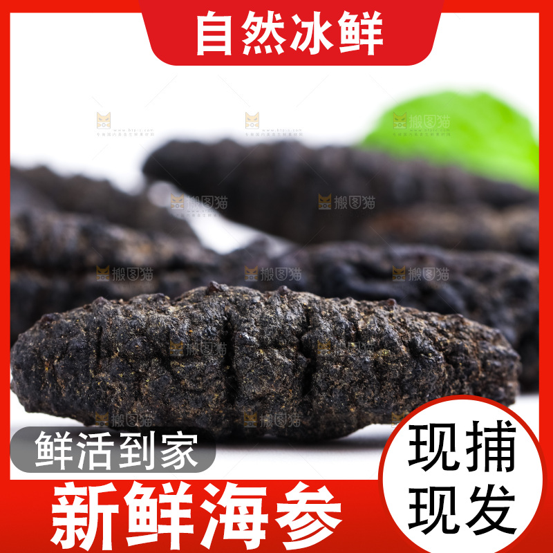 白底上摆放着大连刺参
