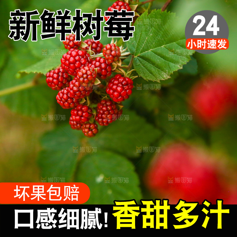 树上的新鲜树莓