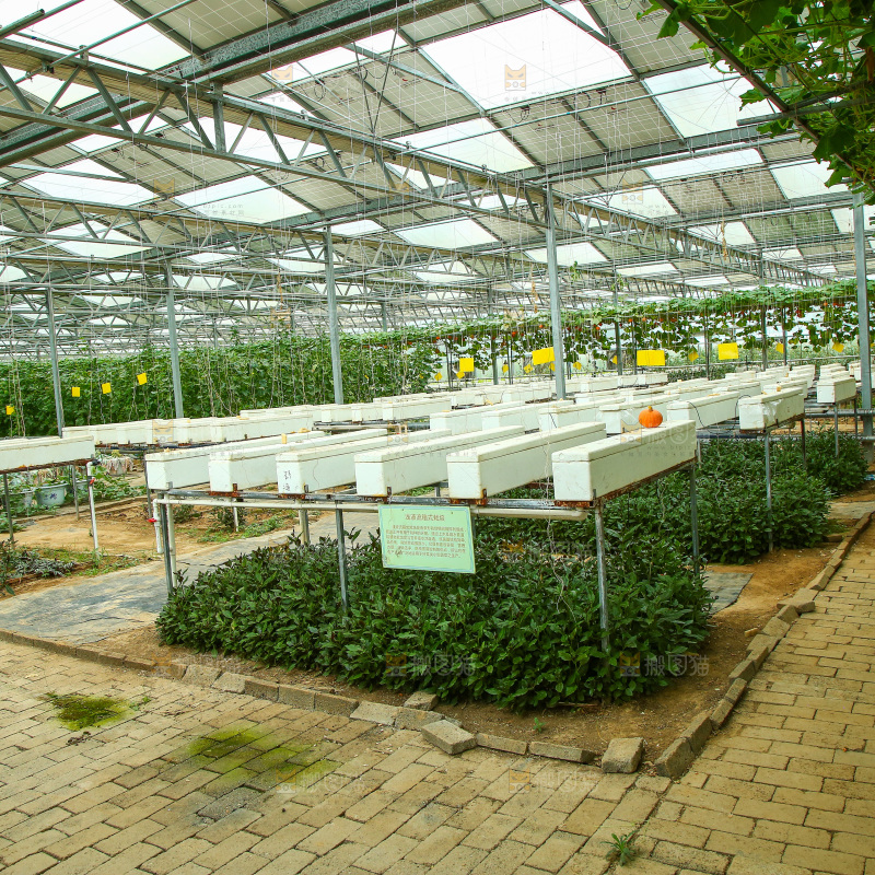 大棚里种植物的蔬菜