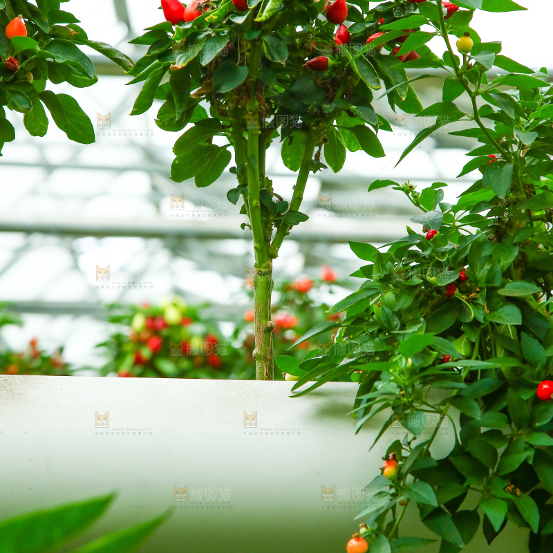 大棚里种植物的蔬菜