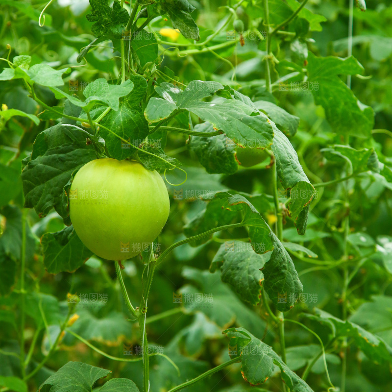 大棚里种植物的蔬菜