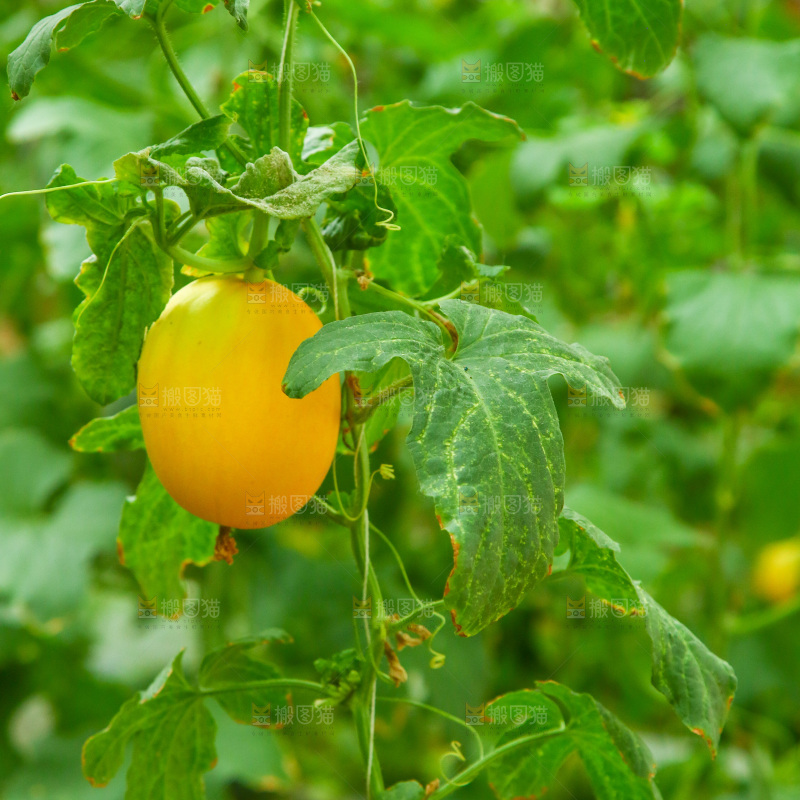 大棚里种植物的蔬菜