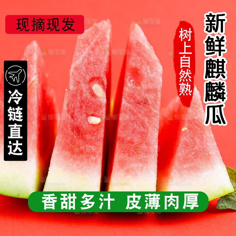 浅底上摆放着麒麟西瓜